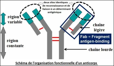 Quelle est la particularité des anticorps qui leur confère leur spécificité vis-à-vis d'un antigène donné ?