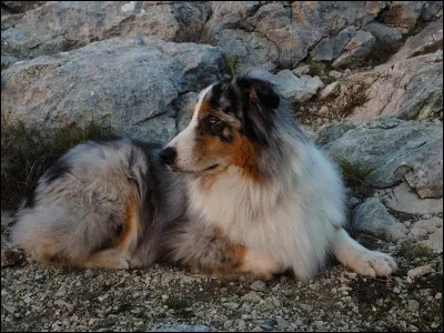 Qu'a fondé, en 1951, André Puglia ?