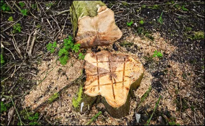 Sous quel nom est plus connu Alain Édouard Kienast ?