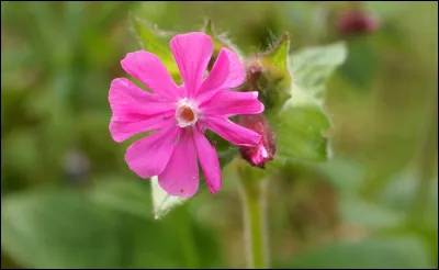 De quel groupe faisaient partie Jean Broussolle, Gérard Sabbat et Jo Frachon ?