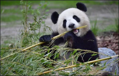 Qui a chanté le titre "Pandi-panda petit ourson de Chine" ?