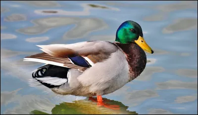 Il faut de tout pour faire mon premier.
On trouve des canards dans mon deuxième
Mon troisième est une préposition exprimant la privation.
Mon tout est une préfecture...
