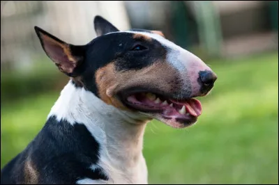 Ma taille est petite, mon corps est musclé et mon nez est allongé mais aussi légèrement "courbé". Il m'arrive d'être confondu avec les molossoïdes alors que je suis bien un terrier.