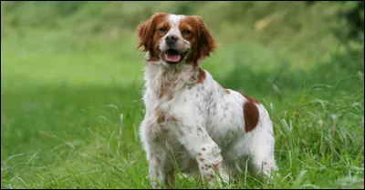 J'accompagne les hommes pour la chasse et suis un excellent chasseur de gibier. Je viens de France précisément de l'Ouest de la France. Je suis uniquement bicolore ou tricolore.