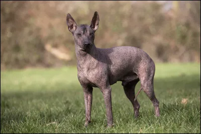 On m'appelle le chien sans poil, or je possède un duvet, je suis petit et ne provient pas de France. Mon origine est latine. Qui suis-je ?