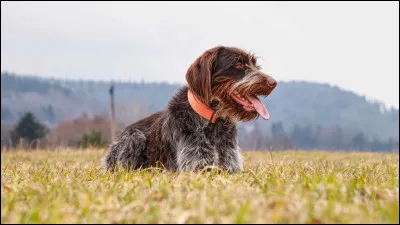 Je suis un chien très doux, on m'utilise pour la chasse mais je suis aussi un très bon chien de famille. J'ai le poil dur et mi-long. Qui suis- je ? Je fais partie des chiens de chasse.