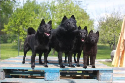 Le noir est ma seule couleur autorisée, je suis un petit berger belge. J'ai le poil long et la queue en panache parfois je n'en ai pas. Je suis le...
