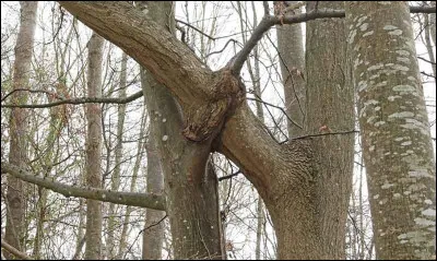 En arboriculture comment s'appelle le point de jonction de deux branches ?