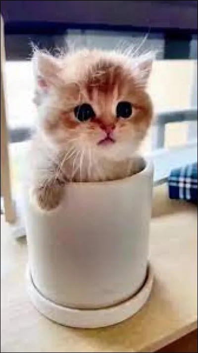 Comment s'appelle la petite figurine porte-bonheur de chat présente dans de nombreux commerces et restaurants japonais ?