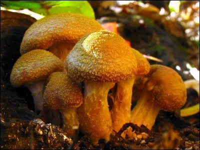 Armillaria gallica est considéré comme le plus grand champignon non comestible du monde, par ses ramifications, d'après vous, combien peut-il peser ?