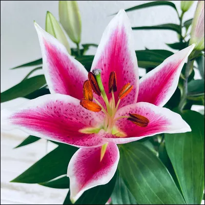 Dans laquelle de ses chansons, Céline Dion parle-t-elle d'une fleur ?