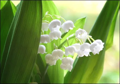 Pour vous porter bonheur, quelle fleur vais-je vous offrir aujourd'hui pour la fête du travail ?
