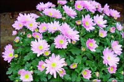 Voici un extrait de paroles à compléter de la chanson "On se retrouvera" de Francis Lalanne : "Pense à moi, comme je t'aime / rien ne nous séparera..." :