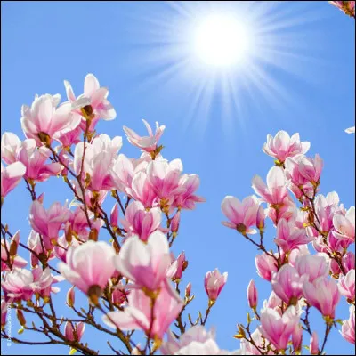 De qui est cette chanson "Magnolias for Ever" ?