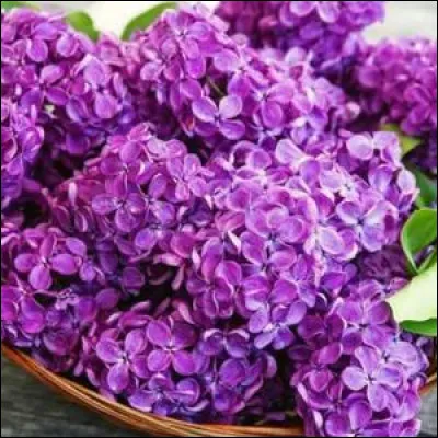 Qui nous parle de lilas dans une chanson ?