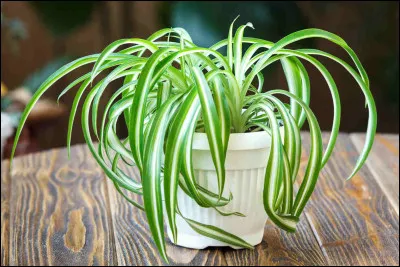 Préfères-tu que le décor soit bien construit ?