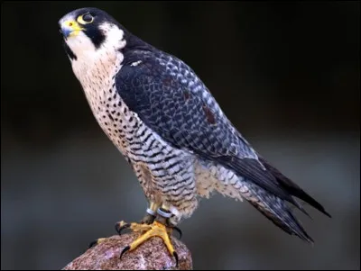 Et pour finir, le rapace le plus connu selon Google ; sur l'image c'est :