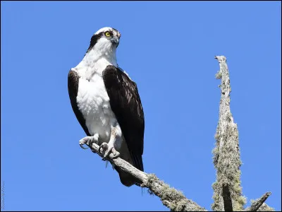 Celui-là, on le trouve plutôt loin des champs, c'est un :