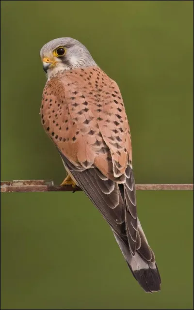Grand grand classique, mais un peu plus petit en vrai. C'est...