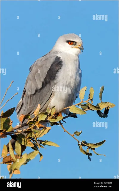 Un de mes préférés, mais un peu moins connu :