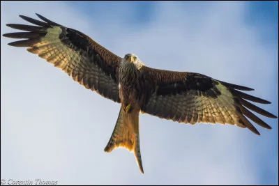 Lui aussi est moins connu, mais j'adore ses couleurs, et il y en a partout là où j'habite ; c'est :