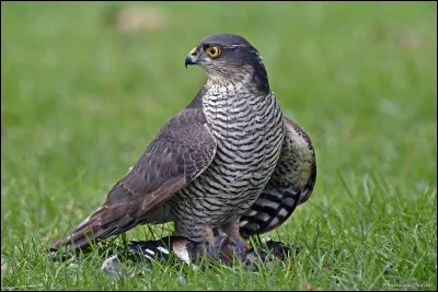 Lui, il est connu c'est :