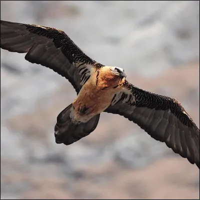 Assez connu, je l'aime beaucoup, c'est :