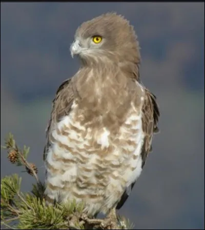 En avant-dernier, voici :