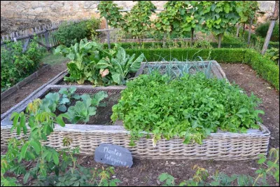 All&ocirc; ! Rigan ? Laquelle de ces plantes aromatiques est de l'origan ?