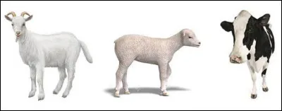 La créole est une race...