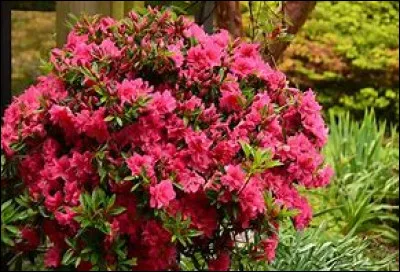 Quel est le nom de cet arbuste exotique ?