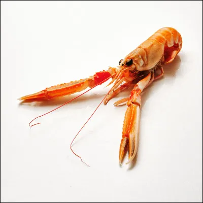 Quel est cet animal ?