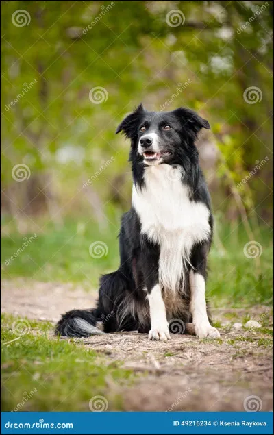 Quel est cet animal ?