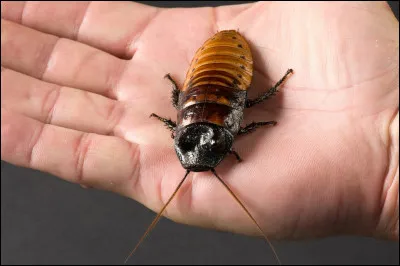 Quel est cet animal ?