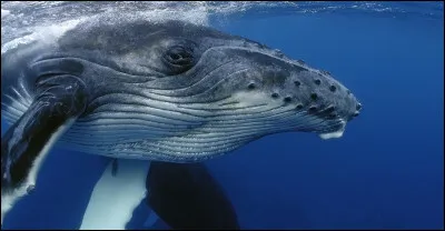 Quel est cet animal ?