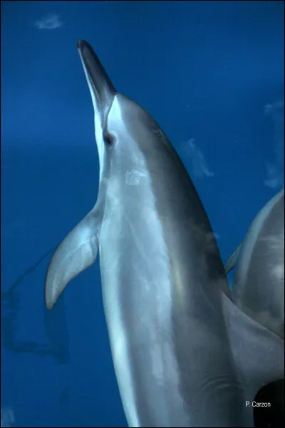 Quel est cet animal ?