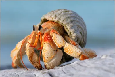 Quel est cet animal ?