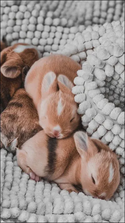 Quel est ton animal préféré ?