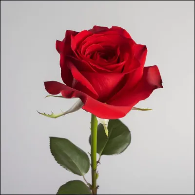 A-t-elle une chanson de fleur ?