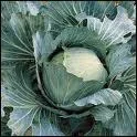 Quel est ce chou ?