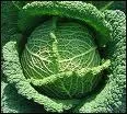 Quel est ce chou ?