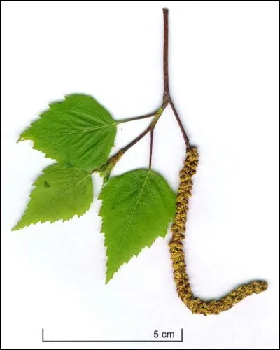 Qui est aviateur pour Maurice de Canonge, en 1937 ?