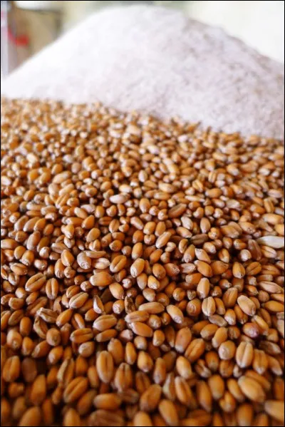 Aphrodite va se présenter face à Psyché et va lui demander de réaliser 4 tâches. La première est de trier des centaines et des centaines de grains de différentes plantes avant la nuit. Heureusement, la jeune fille va se faire aider par des insectes. Lesquels ?