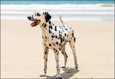 Quel est ce chien à la plage ?