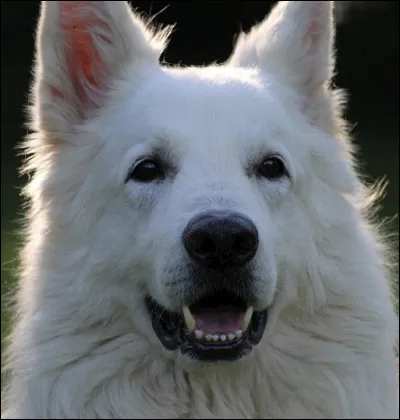 Quel est cette grosse boule de poils ?