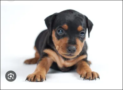 Quel est ce magnifique chiot ?