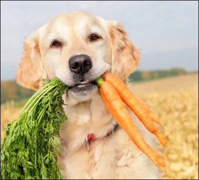 Quel est ce gentil chien ?
