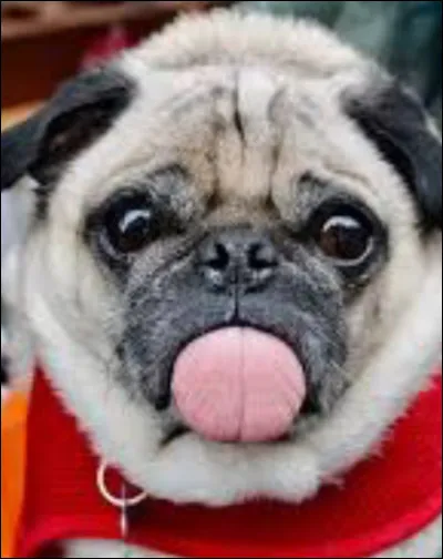 Quel ce chien qui tire la langue ?