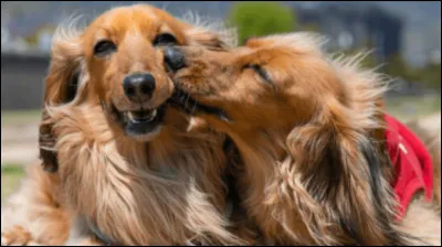 Quels sont ces petits chiens ?