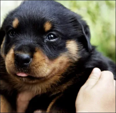 Quelle est cette boule de poils adorable ?